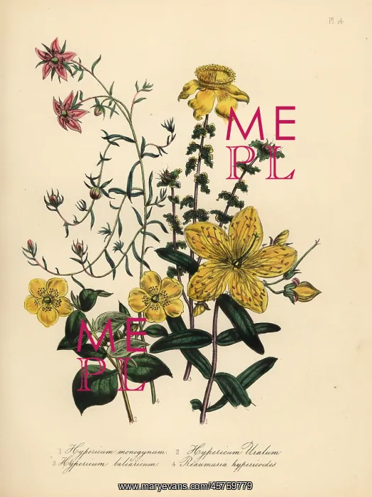 : St. John's wort species : St. John's wort species