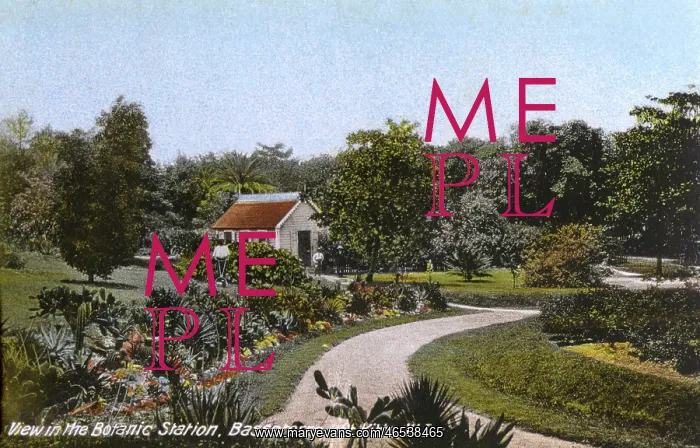 : St. Kitts, West Indies - Botanic Station, Basseterre : St. Kitts, West Indies - Botanic Station, Basseterre