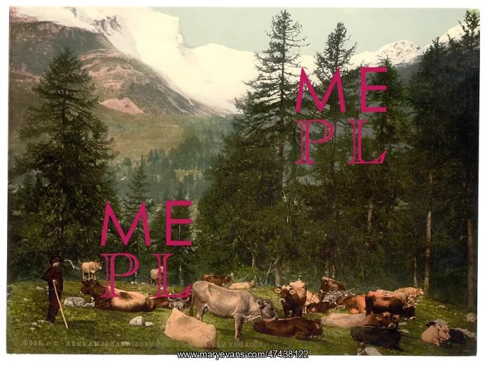 : St. Moritz, cows at Johannisberg, Grisons, Switzerland : St. Moritz, cows at Johannisberg, Grisons, Switzerland