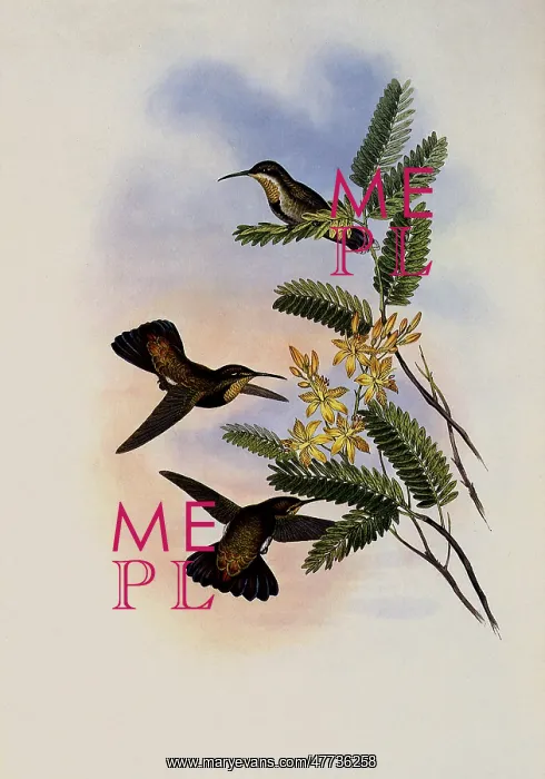  : St. Thomas's Mango, Lampornis Virginalis