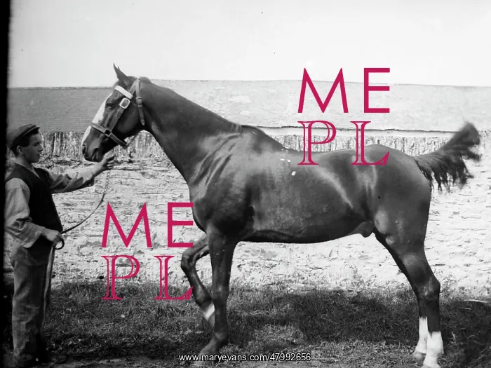  : Stable boy with prizewinning horse