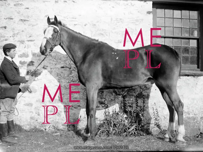  : Stable boy with stallion