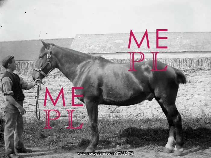 : Stable boy with stallion : Stable boy with stallion