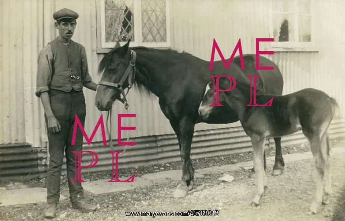  : A stablehand and his charges - Horse and Foal