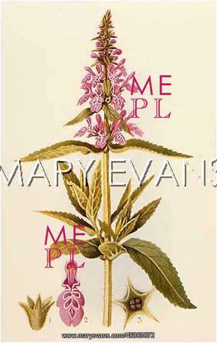  : STACHYS PALUSTRIS