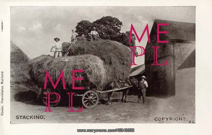 : Stacking hay on a horse-drawn cart : Stacking hay on a horse-drawn cart
