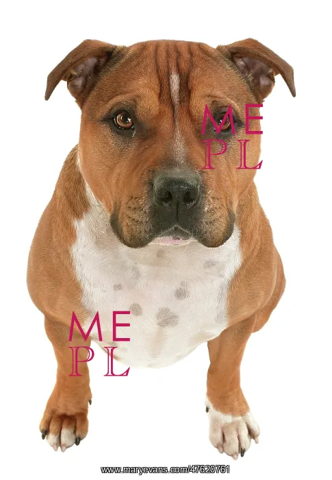 : Staffordshire terrier : Staffordshire terrier