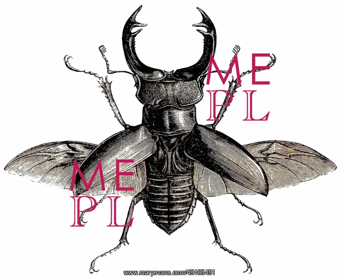  : Stag beetle