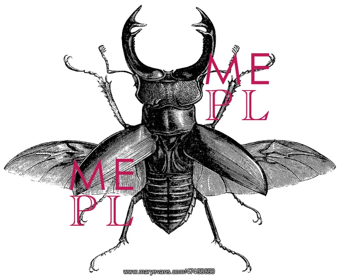  : Stag beetle