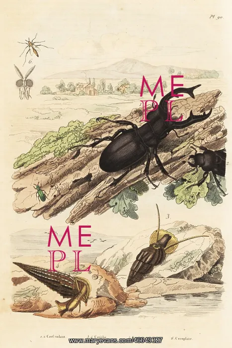 : Stag beetle, molluscs and wasp : Stag beetle, molluscs and wasp