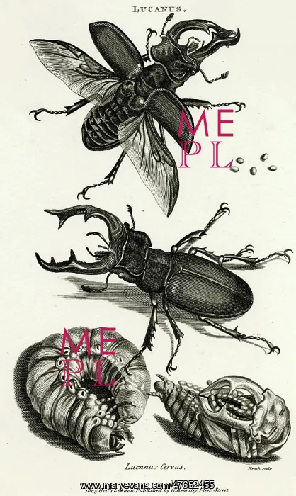  : Stag beetles