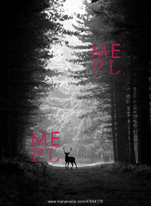 : Stag, Cannock Chase : Stag, Cannock Chase
