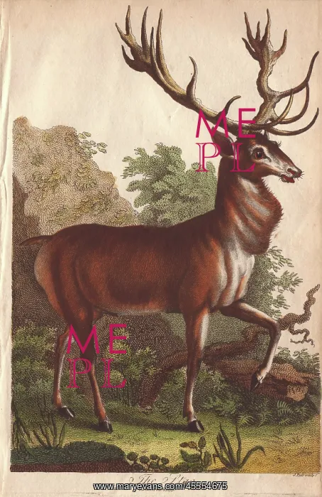 : Stag, Cervus elaphus : Stag, Cervus elaphus