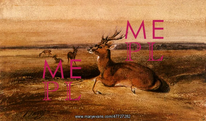  : Stag and Doe