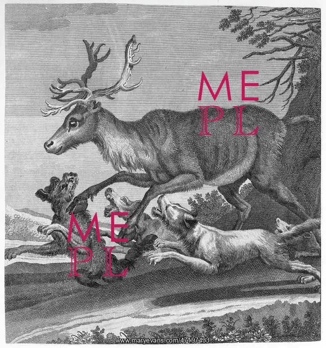  : STAG AND HOUNDS