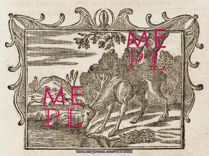 : The Stag Seeing Himself : The Stag Seeing Himself