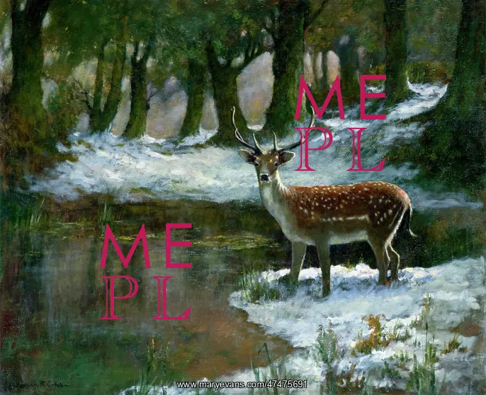  : Stag in Snow