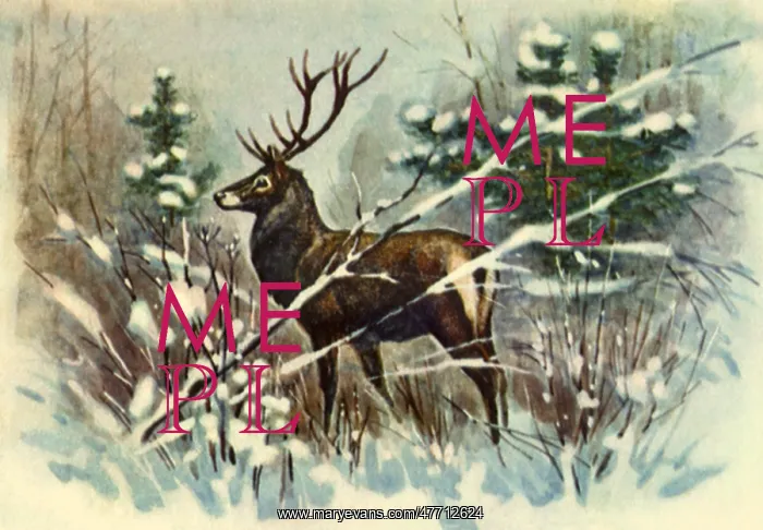  : Stag in Snowy Clearing