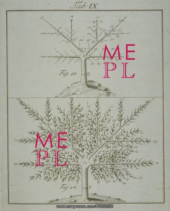 : Stages in Pruning - 4 : Stages in Pruning - 4
