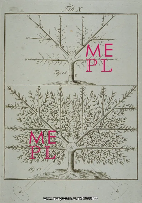 : Stages in Pruning - 5 : Stages in Pruning - 5