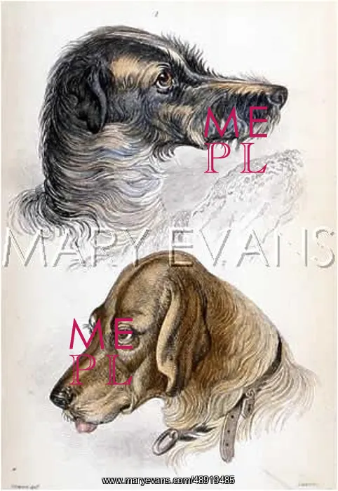  : STAGHOUND AND BLOODHOUND