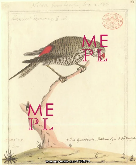 : Stagonopleura bella, beautiful firetail : Stagonopleura bella, beautiful firetail