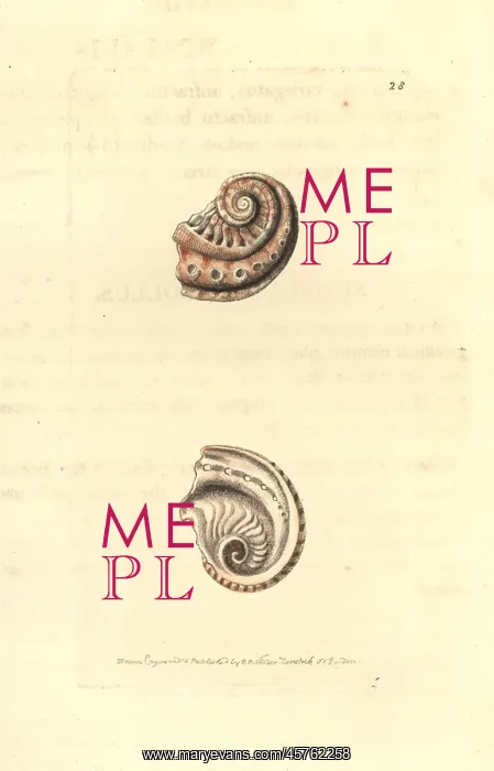 : Staircase abalone, Haliotis scalaris : Staircase abalone, Haliotis scalaris