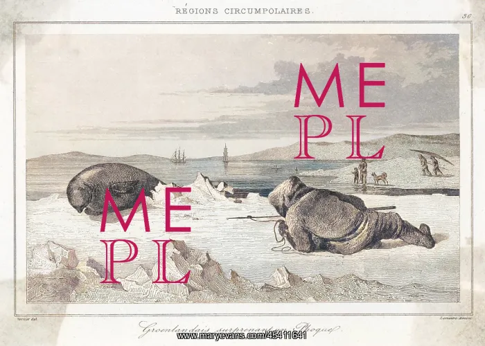 : STALKING A SEAL : STALKING A SEAL