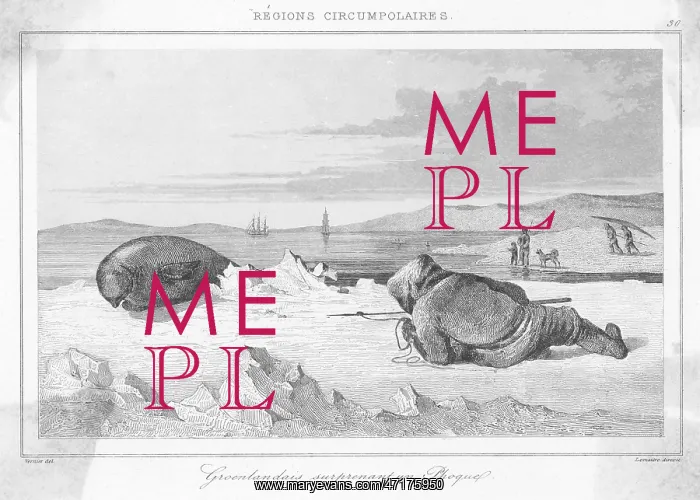 : STALKING A SEAL : STALKING A SEAL