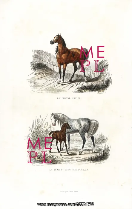 : Stallion, mare and foal : Stallion, mare and foal