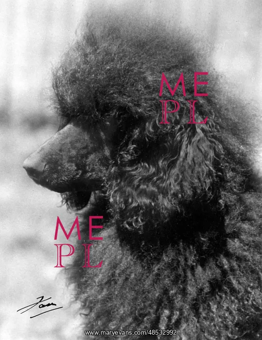 : STANDARD POODLE / 1940 : STANDARD POODLE / 1940
