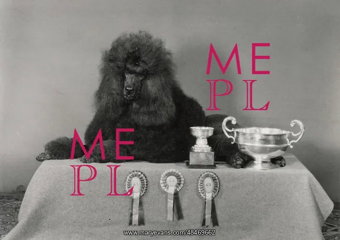 : Standard poodle, Ch Leighbridge Catmint : Standard poodle, Ch Leighbridge Catmint