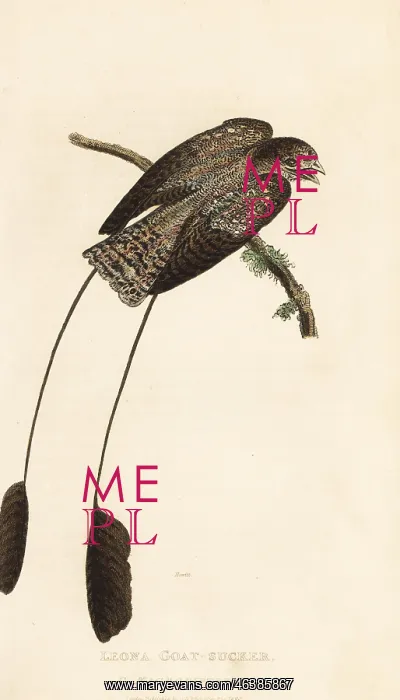 : Standard-winged nightjar, Macrodipteryx longipennis : Standard-winged nightjar, Macrodipteryx longipennis