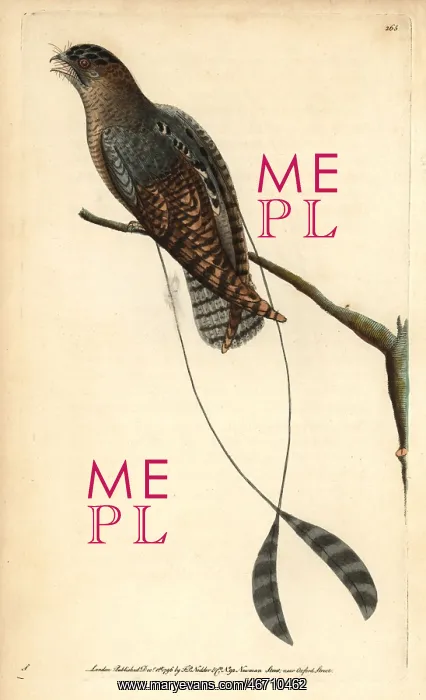  : Standard-winged nightjar, Macrodipteryx longipennis