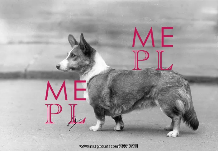  : STANDING CORGI 1937