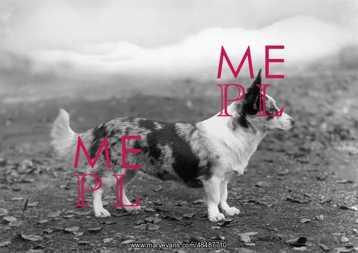  : STANDING DOG