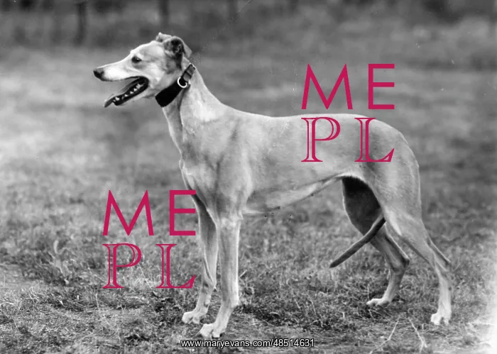 : STANDING LURCHER 1944 : STANDING LURCHER 1944