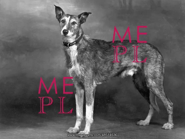 : STANDING LURCHER 1951 : STANDING LURCHER 1951