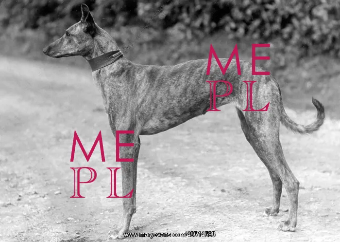 : STANDING LURCHER : STANDING LURCHER