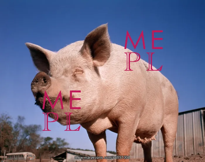  : STANDING PIG WITH DIRTY NOSE