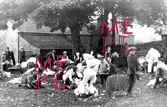  : Stanhope Sheep Clipping in 1914