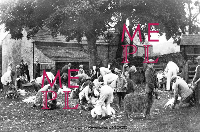  : Stanhope sheep shearing early 1900s