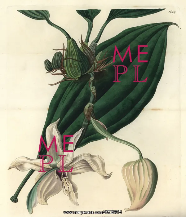  : Stanhopea grandiflora orchid