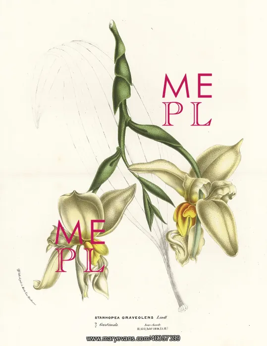 : Stanhopea graveolens orchid : Stanhopea graveolens orchid