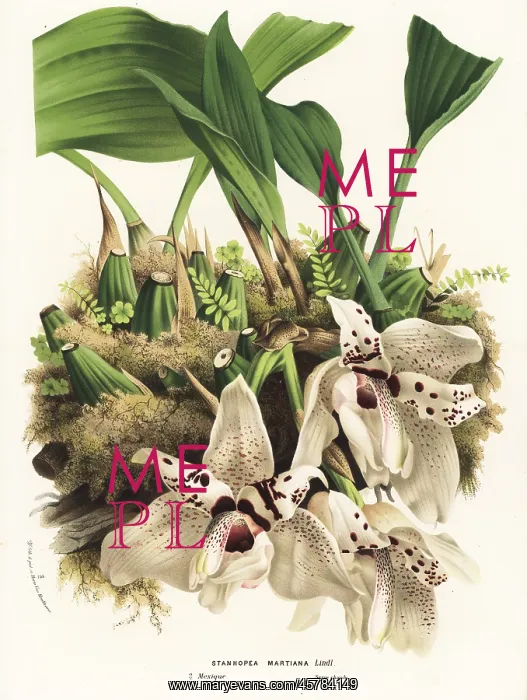: Stanhopea martiana orchid : Stanhopea martiana orchid