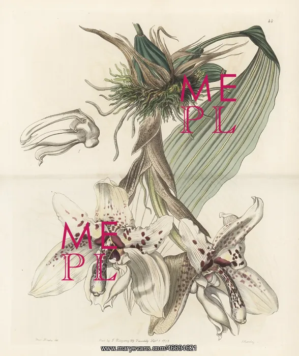 : Stanhopea martiana orchid : Stanhopea martiana orchid