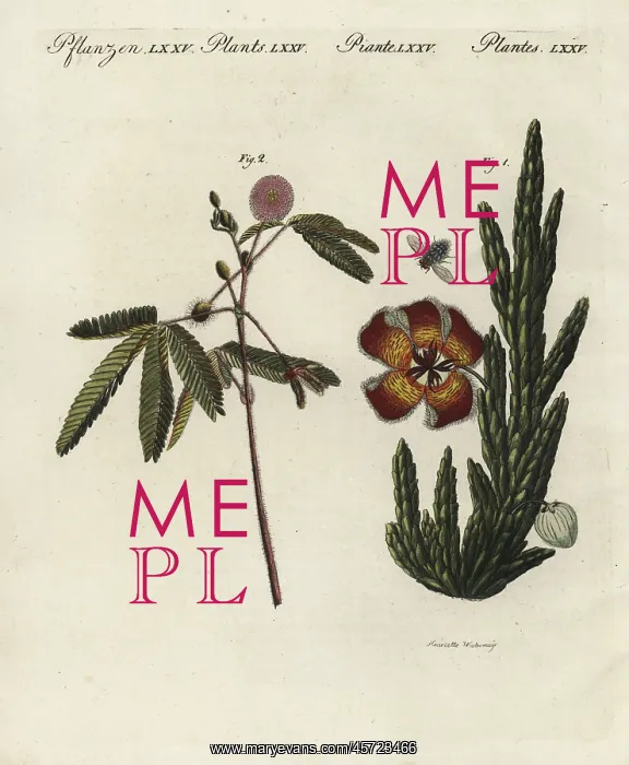 : Stapelia and sensitive plant : Stapelia and sensitive plant