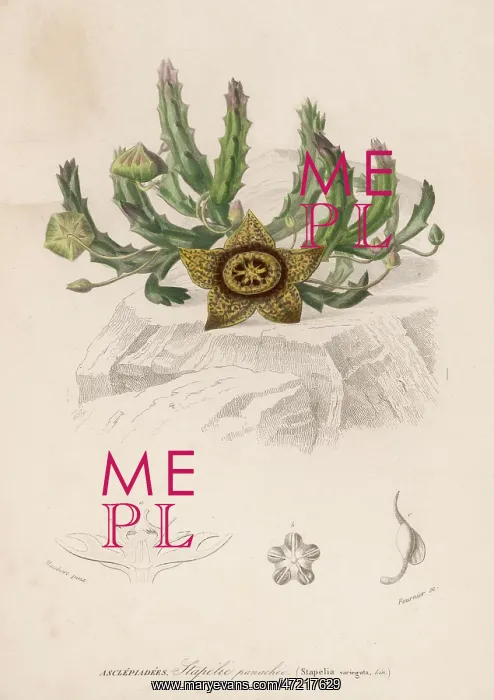  : STAPELIA VARIEGATA