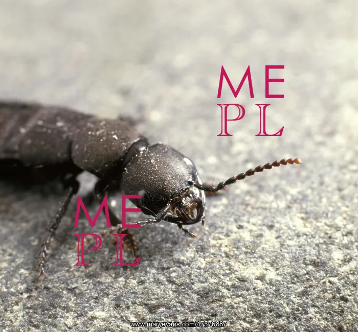 : Staphylinus olens, devil's coach horse beetle : Staphylinus olens, devil's coach horse beetle