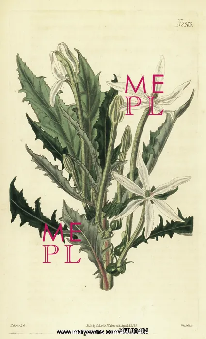 : Star of Bethlehem, Hippobroma longiflora : Star of Bethlehem, Hippobroma longiflora